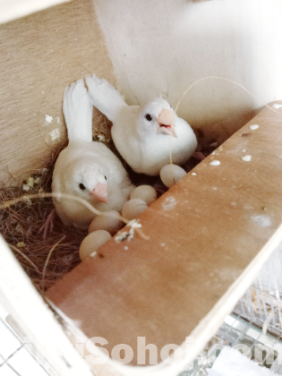 white bengali finch